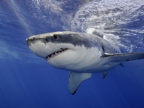 Great white shark swimming just under the surface.