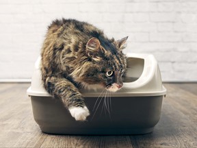 Maine coon cat using the litter box.