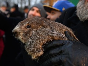 Groundhog handler AJ Derume holds Punxsutawney Phil, who saw his shadow, predicting a late spring during the 136th annual Groundhog Day festivities on February 2, 2022 in Punxsutawney, Pennsylvania.