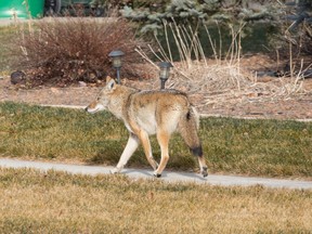 Coyote walking down sidewalk
