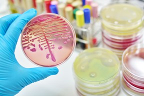 mcmaster university mircobiology research