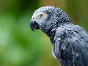 African Grey Parrot
