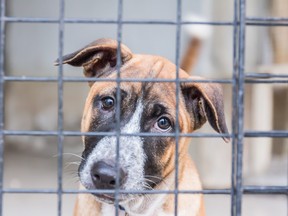 A shelter dog is pictured waiting for a new owner in this file photo.