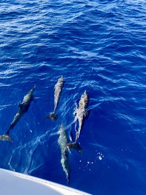 Dolphins provide us with a warm welcome to Saint Lucia while we take the FunToSee Island ferry to the northwest tip of the island. CYNTHIA MCLEOD/TORONTO SUN