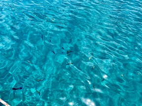 It's not an aquarium though it looks like it! The sea was clear and the colourful fish were plentiful during our snorkelling adventure at Sugar Beach, in a Marine Reserve between the Pitons. CYNTHIA MCLEOD/TORONTO SUN