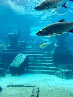 From The Dig you can observe the giant aquarium -- which you can snorkel in -- depicting the sunken City of Atlantis.