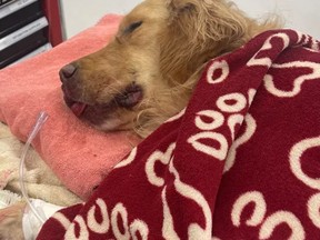 Leo the golden retriever is on the mend after falling from an Oregon cliff on New Year's Day.