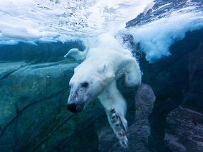 One of the Calgary Zoo’s two polar bears swims in a pool on Thursday. If anything, the bears are more lively when the temperature plunges.