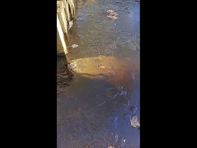 In this image taken from video provided by TMX/The Swamp Park, an alligator is seen under the ice at The Swamp Park in Ocean Isle Beach, N.C., Sunday, Jan. 21, 2024. (TMX/The Swamp Park via The AP)