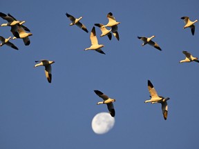 Snow geese are seen during their migratory movements