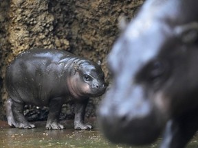 pygmy hippopotamus