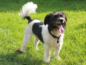 European researchers studied why dogs wag their tails.