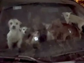 More than 60 chihuahuas were found inside two cars in a garage in Texas.