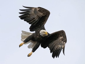 A bald eagle flies at Loess Bluffs National Wildlife Refuge