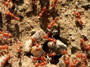 Fire ants.