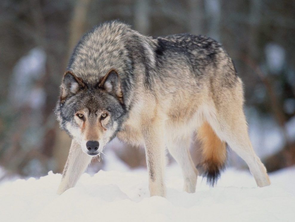 Wolves at Dutch national park can be shot with paintball guns: Court ...