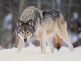 A court in the Netherlands has ruled that wolves can be shot at with paintballs to scare them away.