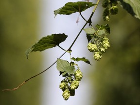 In this picture taken Wednesday, Aug. 29, 2018, hops cones are seen during a harvest at a hopfield in Czech Republic. A Fraser Valley hops farm company and its director have been ordered to pay more than $1 million over an alleged fraud that a B.C. Securities Commission panel described as "near to the most serious type of fraud possible in an investment context."