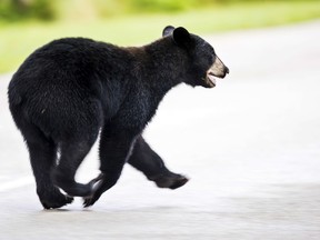 A juvenile black bear roams through Fort Myers
