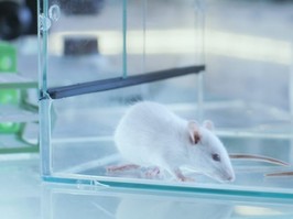 a pre-print study from china says mice infected with a mutant covid-19 strain had a 100% death rate.