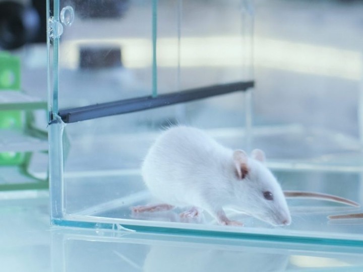  A pre-print study from China says mice infected with a mutant COVID-19 strain had a 100% death rate. (gorodenkoff/iStock/Getty Images)