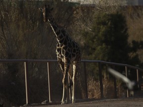 Benito the giraffe walks out from his enclosure at the city-run Central Park zoo prior to his transfer to a new habitat, in Ciudad Juarez, Mexico, Sunday, Jan. 21, 2024. After a campaign by environmentalists, Benito left Mexico's northern border and its extreme weather conditions Sunday night and headed for a conservation park in central Mexico, where the climate is more akin to his natural habitat and already a home to other giraffes.