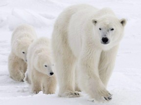 A polar bear mother and her two cubs walk along the shore of Hudson Bay near Churchill, Man. in this Wednesday, Nov. 7, 2007 photo.