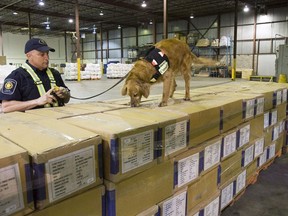A border services officer watches his dog sniff through shipping boxes
