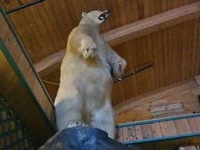 A huge taxidermy polar bear