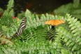 A zebra long-wing butterfly and a Julia butterfly perch on a fern at the Butterfly Conservatory in Niagara Falls in January 2024. Laura Shantora Nelles/Toronto Sun