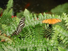 A zebra long-wing butterfly and a Julia butterfly perch on a fern at the Butterfly Conservatory in Niagara Falls in January 2024. Laura Shantora Nelles/Toronto Sun