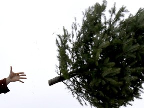 A Christmas tree is tossed from a flatbed.