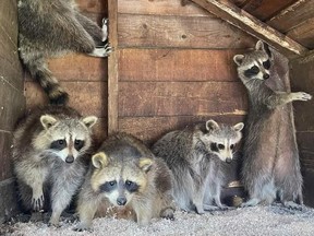 Raccoons are shown at Mally's Third Chance Raccoon Rescue and Rehabilitation facility in a handout photo. Ontario has euthanized 84 raccoons and laid dozens of charges in its investigation of the wildlife rehabilitation centre.