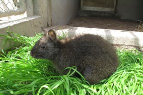 A young Amami rabbit is pictured in a photo provided by Japan National Tourism Organization.