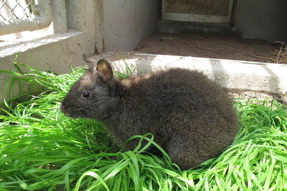 Amami Oshima is Japan's island paradise | Toronto Sun