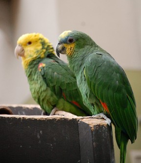 A pair of orange-winged amazon parrots perch upon a rail at Bird Kingdom in Niagara Falls in January, 2024. Laura Shantora Nelles/Toronto Sun