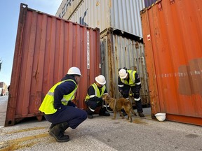 Connie the container dog