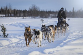 Dog Sledding NWT