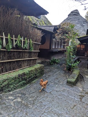 A chicken dashes through a pathway at the hotel, Wasure-no-sato Gajoen, in Kirishima.