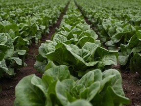 lettuce fields in springtime