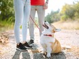 Dog looking up at two people while on a walk on a sunny day.