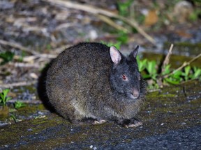 Amami rabbit on a forest road at night in Amami Oshima in this photo taken on May 16, 2023.