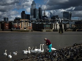 A person stands with a group of swans on the bank of the River Thames