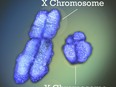 X and Y chromosomes