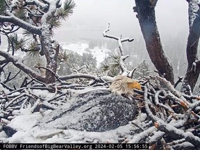 Jackie dutifully sits on her eggs at the beginning of a snowstorm on Feb. 5, 2024. She didn't let her mate, Shadow, take a turn on the eggs for more than 40 hours. MUST CREDIT: Friends of Big Bear Valley