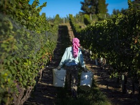 A picker collects grapes at the Okanagan Valley's River Stone Estate Winery in Oliver, B.C., Tuesday, Sept. 13, 2016.