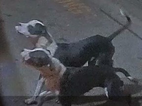 Investigators need help identifying and locating two dogs and their owner after a woman was mauled in Rexdale on Wednesday, Feb. 7, 2024.