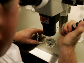 An embryologist examines a dish with human embryos under a microscope at the La Jolla IVF Clinic on Feb. 28, 2007 in La Jolla, Calif.