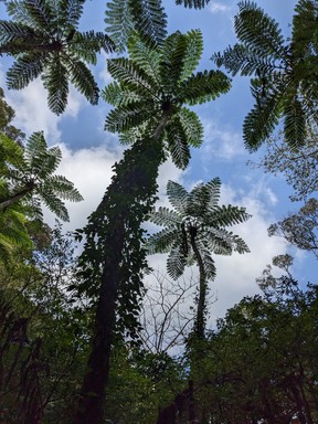 Towering flying spider-monkey tree ferns are pictured at the Kinsakubaru Forest.