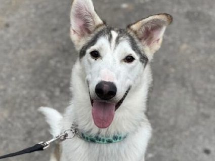 Husky mix best sale for adoption